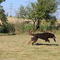 Vorheriges Bild